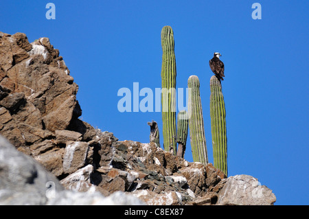 Osprey, oiseau, Isla Cerralvo, Ventana Bay, Mer de Cortez, Baja California Sur, de Baja, en Californie, Sur, au Mexique, l'Amérique moyenne, cac Banque D'Images