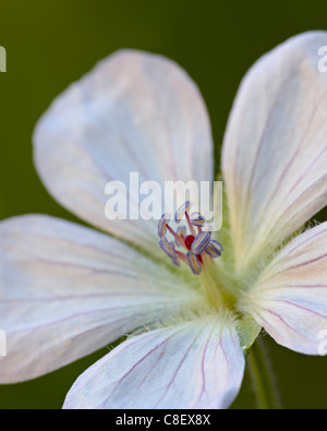 Richardson's (géranium Geranium richardsonii, Gunnison National Forest, Colorado, États-Unis d'Amérique Banque D'Images