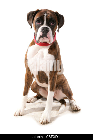 Boxer adulte seul assis dans un studio UK Banque D'Images