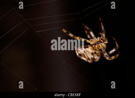 Jardin Araignée Araneus diadematus UK web spinning spider unique Banque D'Images