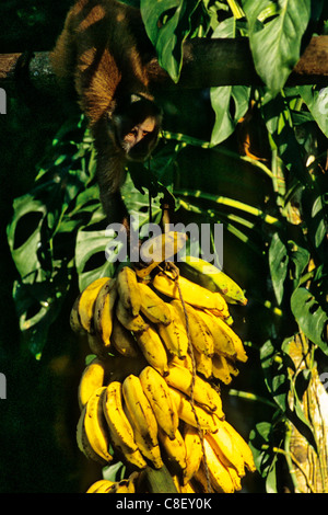 Tataquara, au Brésil. Singe sauvage en tenant les bananes d'un groupe. Banque D'Images