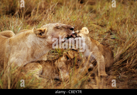 Masai Mara Game Reserve, Kenya. Femme lion (Panthera leo) avec deux oursons couché lave un cub. Banque D'Images