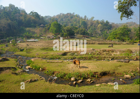 Mae Sa, paysage, vallée, Chiang Mai, Thaïlande, Asie, Banque D'Images
