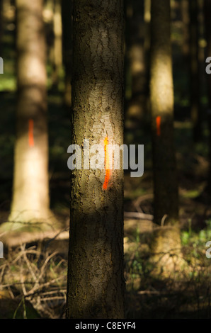 Tree Surgeon arbres marqués en Allemagne forêt Teutoburger Wald Banque D'Images