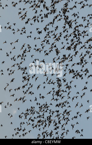 Les chauves-souris, animaux, battant, swarm, près du parc national de Khao Yai, Thaïlande, Asie,, Banque D'Images