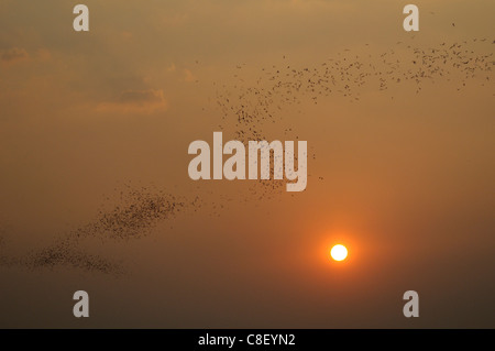 Les chauves-souris, les animaux, l'avion, coucher de soleil, à proximité de parc national de Khao Yai, Thaïlande, Asie, essaim, Banque D'Images