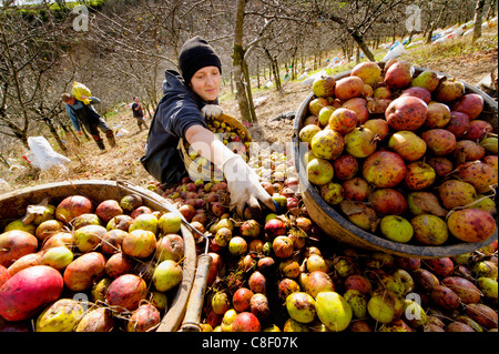 Les ramasseurs de recueillir des années les pommes à cidre au cours de la récolte à un verger cidre traditionnel dans le Devon, UK Banque D'Images