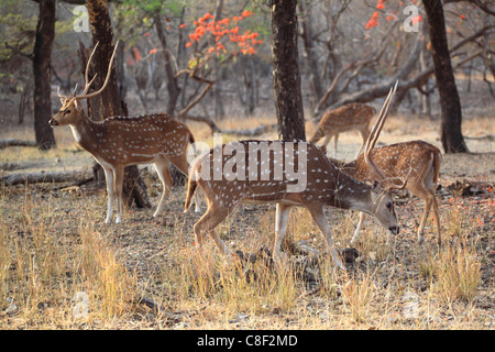 Spotted deer, le parc national de Ranthambore, Rajasthan, Inde Banque D'Images