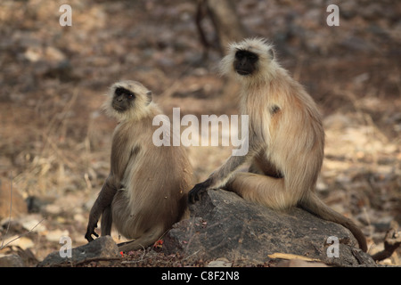 Les singes Langur, (Semnopithecus animaux singe, le parc national de Ranthambore, Rajasthan, Inde Banque D'Images