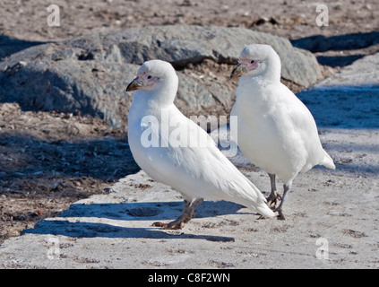 Snowy Chionis (chionis albus), base chilienne Videla, Péninsule Antarctique Banque D'Images