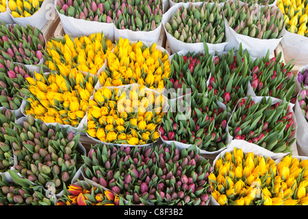 Tulipes dans le Bloemenmarkt (marché aux fleurs, Amsterdam, Pays-Bas Banque D'Images