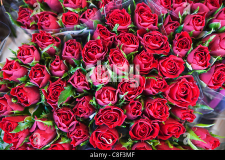 Roses sur afficher dans le Bloemenmarkt (marché aux fleurs, Amsterdam, Pays-Bas Banque D'Images