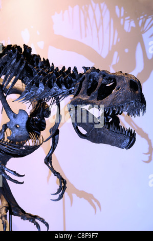 Affichage d'un dinosaure Albertosaurus fossilisé Banque D'Images