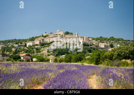 Champ de lavande près de Simiane la Rotonde, Provence, France Banque D'Images