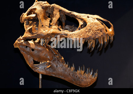 Crâne fossilisé d'un dinosaure Tyrannosaurus rex Banque D'Images