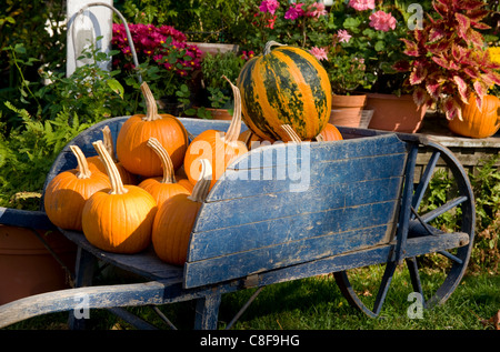 Citrouilles dans une brouette en bois dans le village historique de Deerfield, Massachusetts, New England, United States of America Banque D'Images