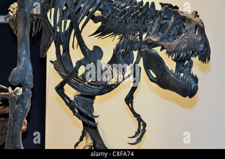 Affichage d'un dinosaure Albertosaurus fossilisé Banque D'Images