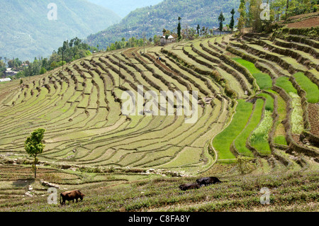 Terrasses de riz de montagne sud-est de l'Inde Sikkim Banque D'Images
