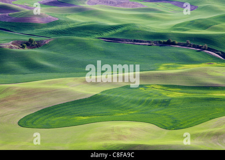 Au printemps, la Palouse de Steptoe Butte, l'État de Washington, États-Unis d'Amérique Banque D'Images