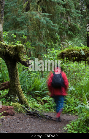 Walker dans Quinault Rain Forest, Olympic National Park, Washington, United States of America Banque D'Images