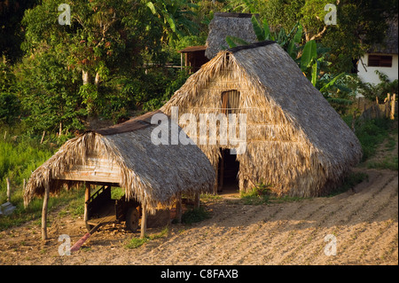 Chambre de séchage du tabac au toit de chaume, Site du patrimoine mondial de l'UNESCO, Vallée de Vinales, Cuba, Antilles, Caraïbes, Amérique Centrale Banque D'Images