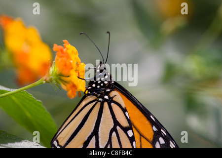 Le monarque (Danaus plexippus), qui se nourrit d'une belle fleur jaune et orange. Banque D'Images