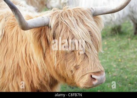 Gros plan sur Highland cow, Écosse, Royaume-Uni Banque D'Images