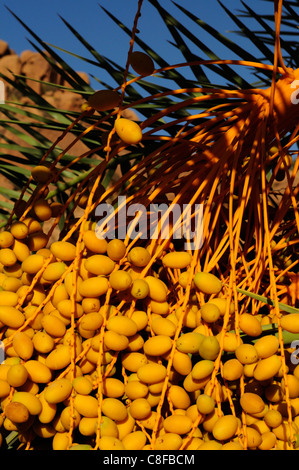 Dates sur un palmier, Aguerd Oudad, près de Tafraoute,Anti Atlas, Maroc Région Banque D'Images