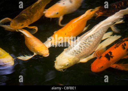 Koi ou la carpe commune (Cyprinus carpio) dans un petit étang. Banque D'Images