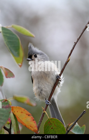 Mésange perchée sur la branche Banque D'Images