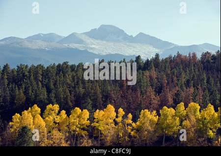 Tremble arbres en automne au-dessous de longs Peak Mountain, au-dessus de 14000 pieds, connu comme un 14er, Rocky Mountain National Park, Colorado, USA Banque D'Images