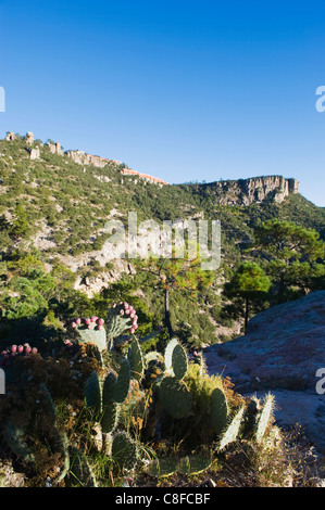 Haut de page hotel Canyon et cactus, Barranca del Cobre (Canyon du Cuivre, dans l'état de Chihuahua, Mexique Banque D'Images