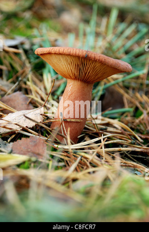 Champignons vénéneux Banque D'Images