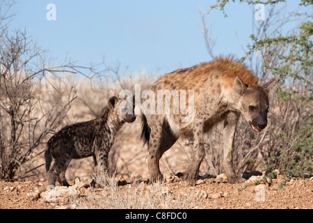 L'hyène tachetée avec cub, Afrique du Sud Banque D'Images