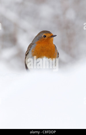 Robin (Erithacus rubecula aux abords, dans la neige, Royaume-Uni Banque D'Images