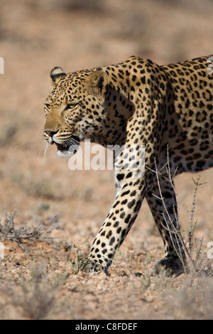 Homme léopard (Panthera pardu, Transfronitre Kgalagadi Park, Northern Cape, Afrique du Sud Banque D'Images