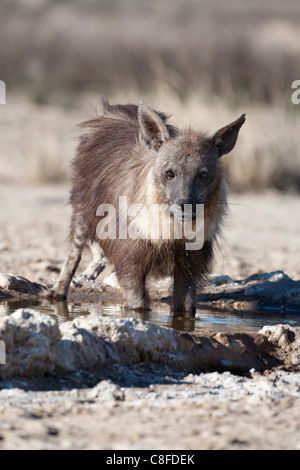 Hyène brune (Hyaena brunnea) boire, Kgalagadi Transfrontier National Park, Northern Cape, Afrique du Sud Banque D'Images