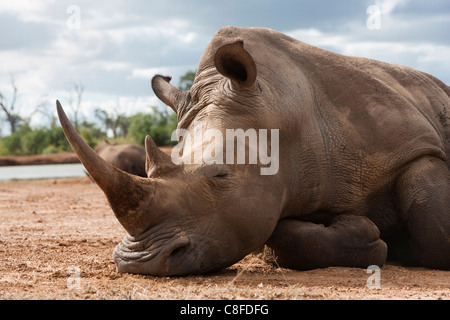 Le rhinocéros blanc (Ceratotherium simum, Hlane Royal National Park, au Swaziland Banque D'Images