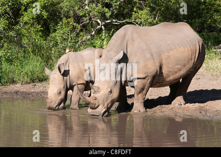 Le rhinocéros blanc (Ceratotherium simum) et son veau, Makalali Game Reserve, Afrique du Sud Banque D'Images