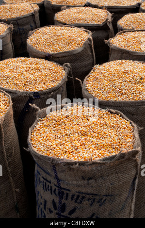 Le maïs séché / sacs de grains de maïs dans des sacs de jute en Inde