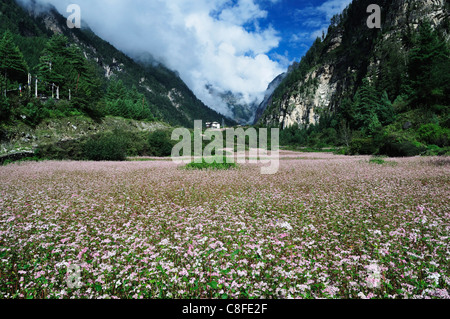 Marsyangdi River Valley, de l'Annapurna Conservation Area, Gandaki, Région de l'Ouest (Pashchimanchal, Népal Banque D'Images