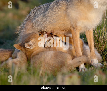 Le renard véloce (Vulpes velox) dossiers de soins infirmiers, de Pawnee National Grassland, Colorado, États-Unis d'Amérique Banque D'Images