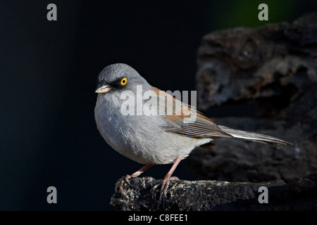 Yellow-eyed Junco ardoisé (Junco phaeonotus, Chiricahuas, Coronado National Forest, Arizona, États-Unis d'Amérique Banque D'Images