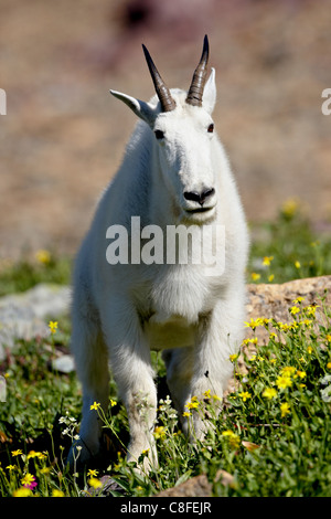 La chèvre de montagne (Oreamnos americanus, Glacier National Park, Montana, United States of America Banque D'Images