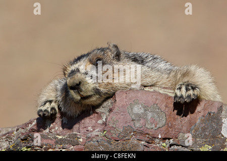 La marmotte des Rocheuses (Marmota caligata, Glacier National Park, Montana, United States of America Banque D'Images