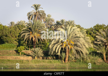 Une section de Nil banque avec palmiers et arbres en surplomb sur une banque d'herbe et bande étroite de l'eau, l'Égypte Banque D'Images