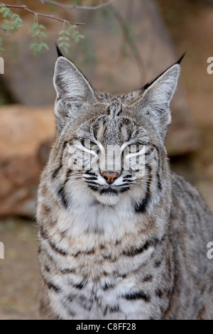 Lynx roux (Lynx rufus) en captivité, l'Arizona Sonora Desert Museum, Tucson, Arizona, États-Unis d'Amérique Banque D'Images