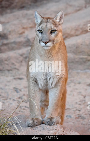 Mountain lion (Cougar) (Felis concolor) en captivité, l'Arizona Sonora Desert Museum, Tucson, Arizona, États-Unis d'Amérique Banque D'Images