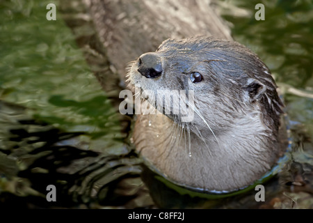 Rivière captif loutre (Lutra canadensis) natation, Arizona Sonora Desert Museum, Tucson, Arizona, États-Unis d'Amérique Banque D'Images