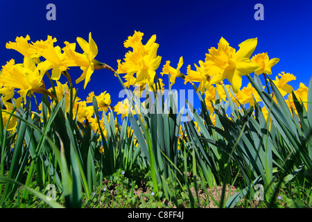 Fleur, fleurs, fleurs, fleurs, s'épanouir, champ, frog perspective, printemps, jardin, jardin, fleurs, narcisse jaune Banque D'Images